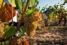 Jean Castex a annoncé une enveloppe supplémentaire de 80 millions d'euros pour soutenir les viticulteurs