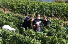 Des vendangeurs lors de la récolte de champagne dans le vignoble de Marc Augustin à Avenay-Val-d’Or, dans l’est de la France, le 24 août 2020
