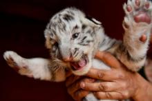 Kenzo, un tigre blanc mâle, né le 27 mars, est tenu par son gardien qui est en charge du refuge des animaux de cirque à la retraite au parc de la Sainte-Victoire à Trets, à une quarantaine de kilomètr