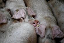 L'association de défense des animaux L214 a annoncé qu'elle portait plainte contre un élevage de cochons fournisseur de la marque de charcuterie Herta dans l'Allier