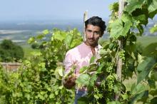 Haroon Rahimi, réfugié afghan de 24 ans, au conservatoire viticole de Obermorschwihr, le 21 juillet 2021