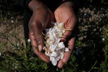 Une travailleuse agricole tient des fleurs de jasmin servant à la fabrication du parfum N°5 de Chanel à Pégomas, dans les Alpes-Maritimes, le 26 août 2021