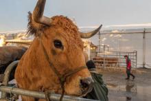 Une vache Aubrac lors du 30ème Sommet de l'Elevage à Cournon d'Auvergne, près de Clermont-Ferrand, le 5 octobre 2021