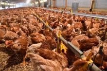 La France avait déjà déclaré depuis la fin de l'été quatre cas de grippe aviaire en faune sauvage et trois cas en basses-cours sur le territoire métropolitain