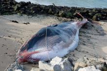 Le cadavre d'une baleine de 19 mètres échouée dans le port de Calais, dans le nord de la France, le 7 novembre 2021