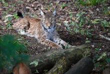 Une femelle lynx est aux aguets, dans le parc animalier de Sainte-Croix, à Rhodes (Moselle), le 29 juillet 2021.