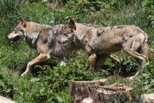 Un parc animalier du Tarn a été fermé jusqu'à la mi-janvier après la fuite de neuf loups, dont quatre ont été abattus et cinq autres anesthésiés