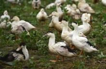Un élevage de canards dans les Landes en décembre 2020