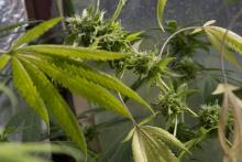 Un plant de cannabis, le 21 octobre 2021 à San Jose