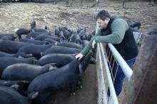 Un producteur traditionnel de viande de porc, Sebastien Pogioli-Mariani,prend soin de ses cochons corses, de la race "Porcu Nustrale", à Ucciani (Corse), le 27 janvier 2022