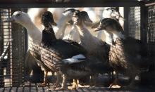 Des canards dans une cage avant d'être abattus en raison d'une épidémie de grippe aviaire, le 26 janvier 2022 à Doazit, dans les Landes