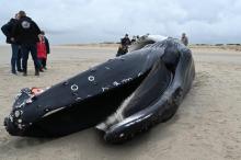 Une baleine à bosse de presque dix mètres de long s'est échouée et a été retrouvée morte le 10 février 2022 sur une plage du Pas-de-Calais, entre Calais et Marck.