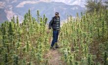 Le cannabis était jusqu'à présent illégal mais toléré au Maroc