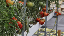 tomates toits de paris
