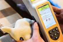 Un douanier belge utilise un scanner "Raman", qui indique que ce qui semble être un lapin en