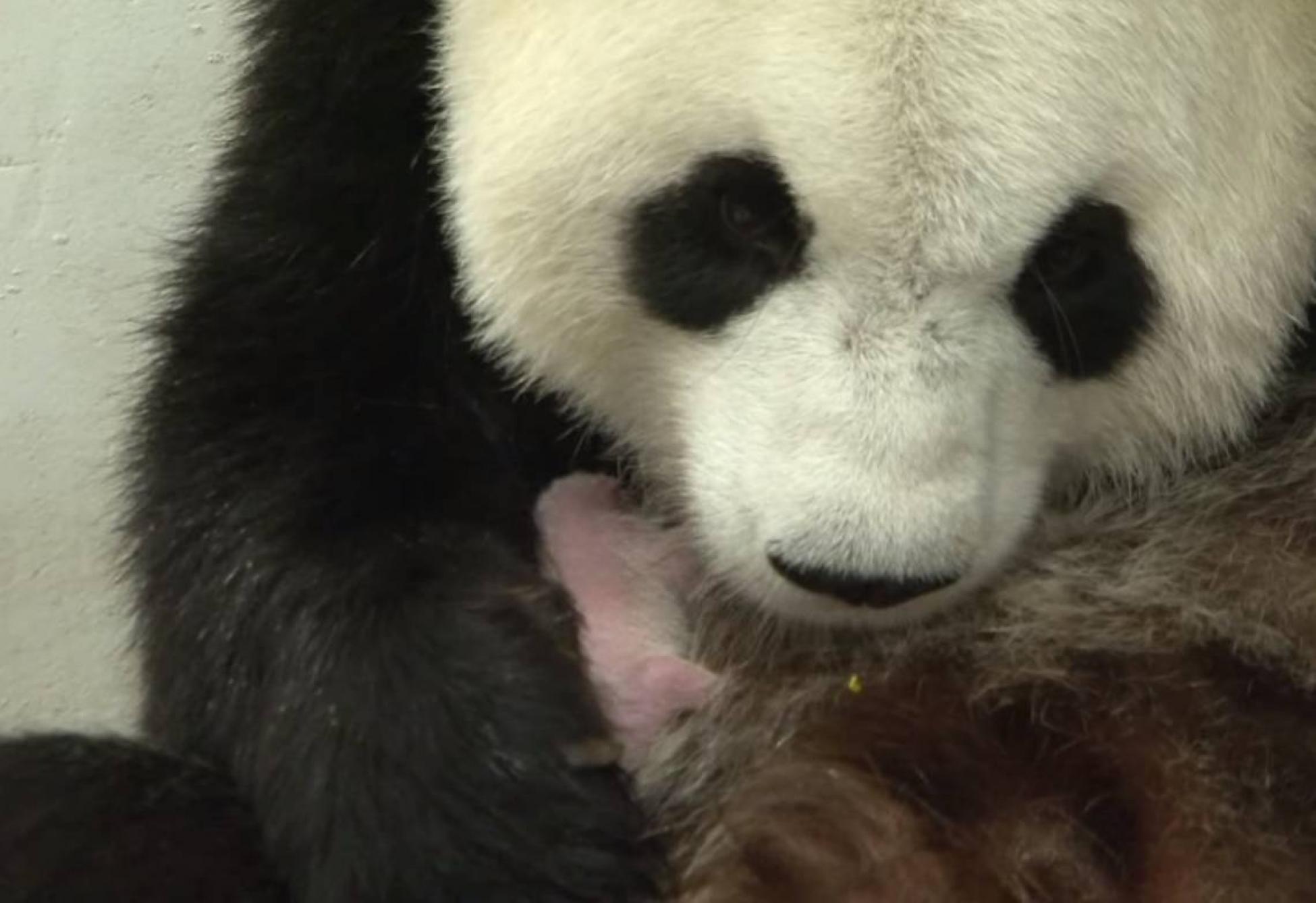 Une maman panda nourrit son tout petit bébé (VIDEO)