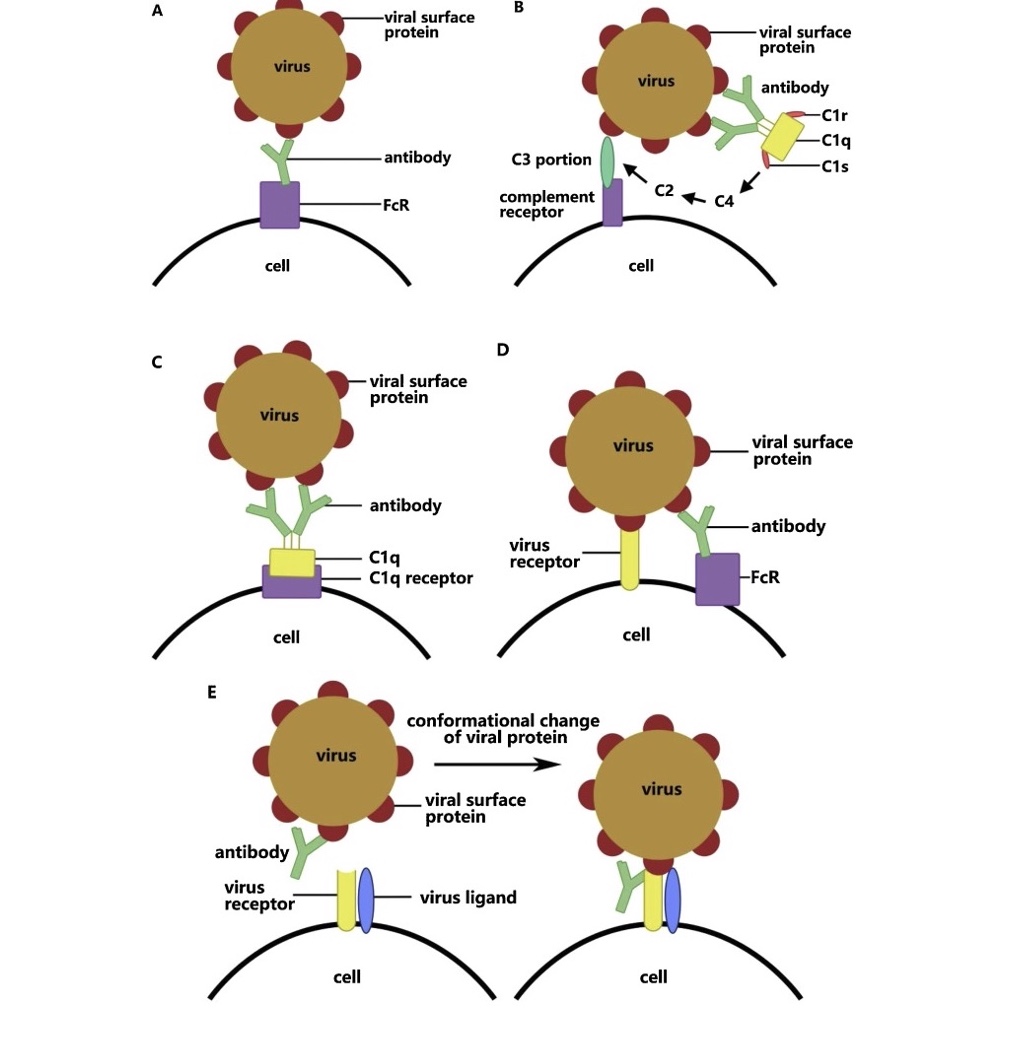 Image tirée de la publication "Antibody dependent enhancement of coronavirus" Wen J. et al. 2020