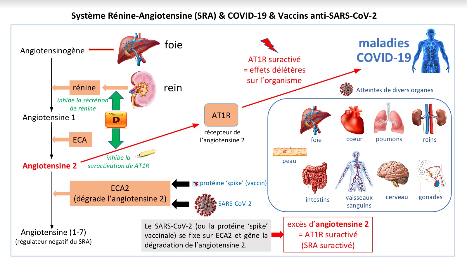 SRA, Covid-19 et vaccins anti-Sars-CoV-2