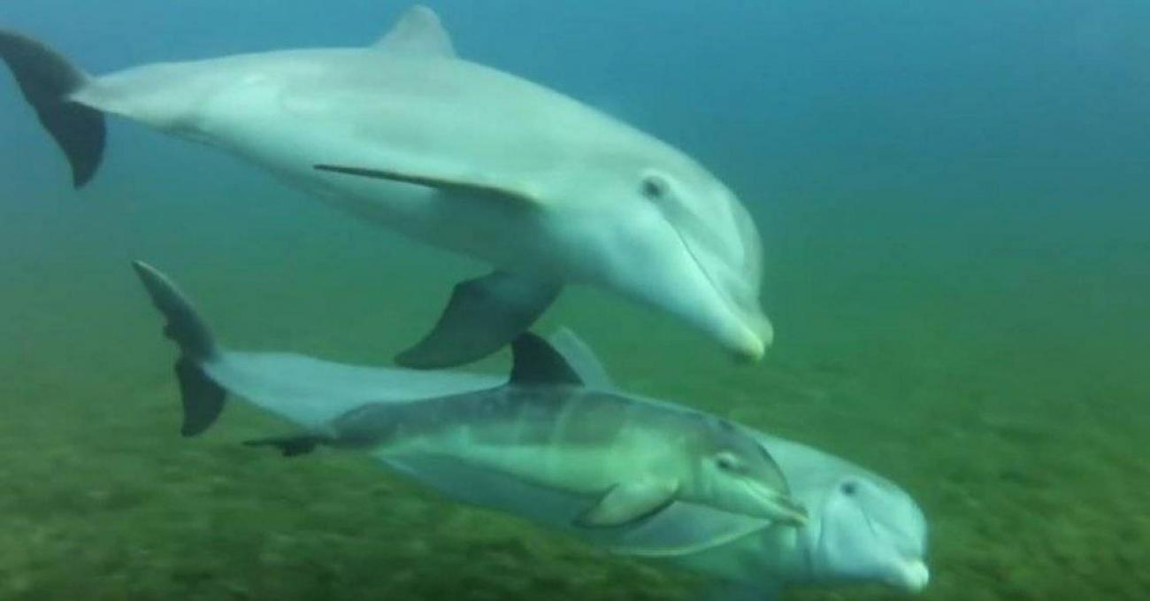 Le bébé dauphin coincé dans le port de la Ciotat ne veut pas