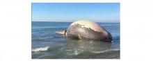 Le corps d'une baleine échouée en Camargue.
