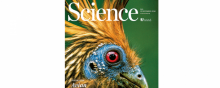 La revue Science a publié jeudi 11 les conclusions de chercheurs qui affirment que les oiseaux sont apparus après les dinosaures.