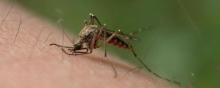 Le paludisme se transmet à l'homme par le moustique.