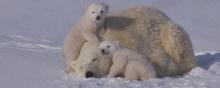Maman ours blanc et deux oursons sur la neige au Canada.