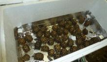 Des tortues de Madagascar ont été saisies à Roissy mi-décembre.