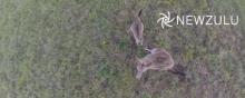 Video d'un kangourou boxant un drone.