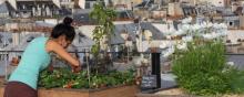 Les jardins collectifs poussent sur les toits de Paris.