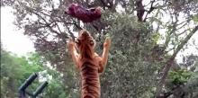 Capture vidéo d'un tigre qui saute très haut.