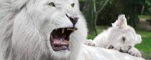 Les lions blancs du zoo d'Amnéville.