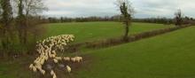 Un troupeau de mouton.