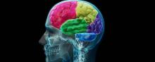 Les différents lobes du cerveau.