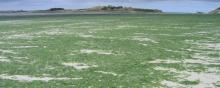Algues Vertes Pollution Eau Nitrates Nord-Finistère