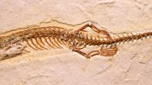 Le fossile d'un serpent à quatre pattes a été découvert.
