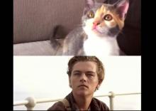 Ticatnic chatons Leonardo DiCaprio