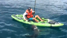 Requin-taureau pêcheur floride