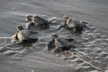 Des bébés tortues rejoignent la mer.