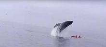 Une baleine renverse un kayak.