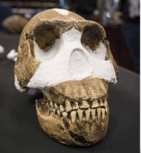Un crâne d'Homo naledi.
