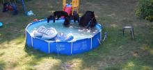 Six ours se baignent dans une piscine