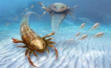 Scorpion marin géant 