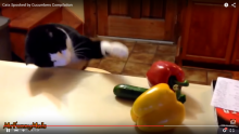 Un chat méfiant envers un concombre.