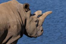 Un rhinocéros. 