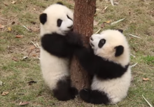 Pandas bébés arbre