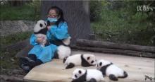 câlineuse de panda