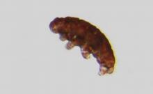Tardigrade-Ourson-Microscope-Créature