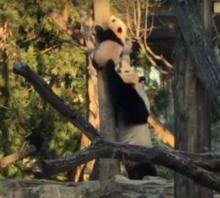 Bei Bei panda 