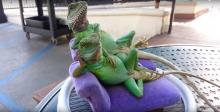Reptiles-Hollywood-Photo